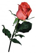 Роза Сочи Мордовия, 40 см.