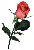 Роза Сочи Мордовия, 90 см.